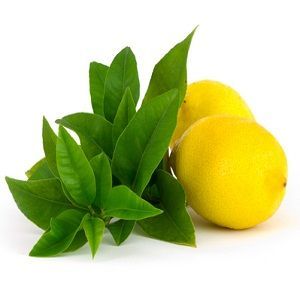 Lemon Verbena Oil