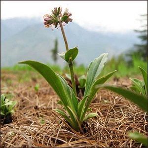 Spikenard Oil