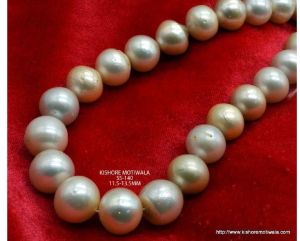 FLAT SHAPE 11.5-13.5 MM GOLDEN COLOR SOUTH SEA PEARL BEADS