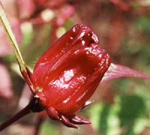 Hibiscus Sabdariffa