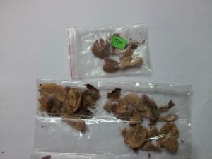 Ogbo Mono Herbal Seed