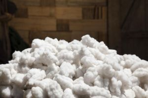 Indian Raw Cotton