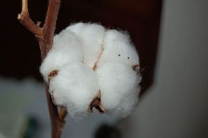 Organic Raw Cotton