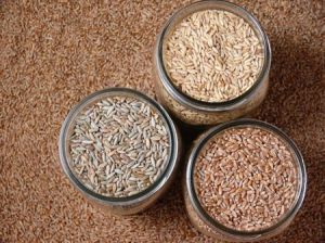 GRAINS