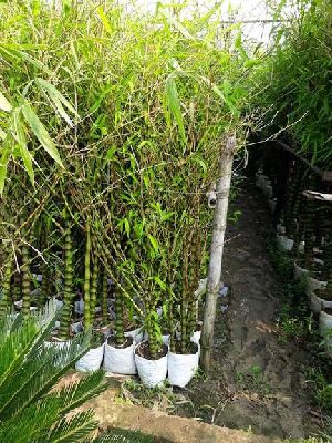 Budhavelly Bamboo