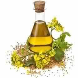 Dill Seed Oil