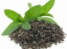 Tulsi Extract