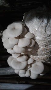 Oyster Mushroom