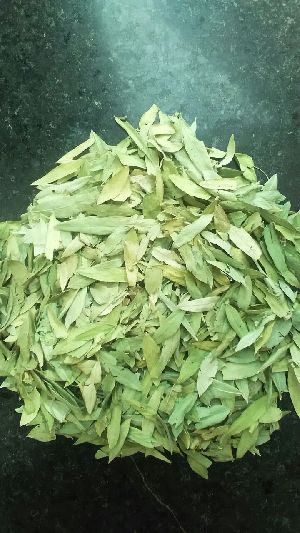 Dry Senna Leaves