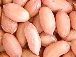 Bold Groundnut Seeds