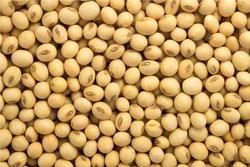 Soya Bean