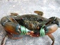 Crab/Fresh live crab