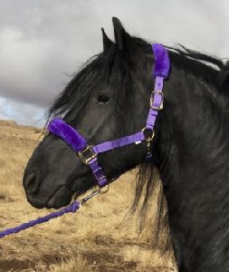 Purple Halter