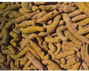 dried turmeric finger