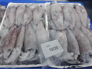 Frozen Whole Loligo Fish