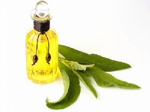 Camphor Essential Oil