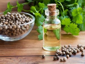 coriander essential oil