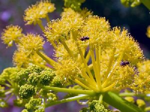 Galbanum Essential Oil