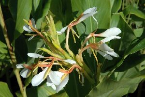 Hedychium Essential Oil