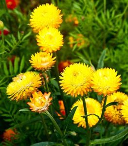 Helichrysum Hydrosol