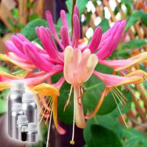 Honeysuckle Essential Oil