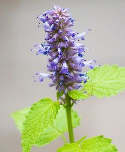 Hyssop floral water