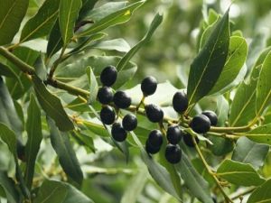 Laurel berry Essential Oil