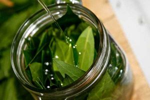 Laurel Leaf Essential Oil