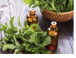 mint essential oil