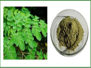 Moringa Oleifera Extract