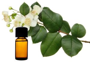 Myrtle Essential Oil