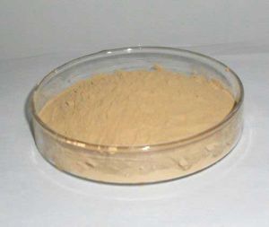 Noni Extract Powder