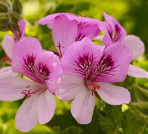 Rose Geranium Essential Oil