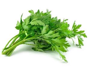 Celery essential Oil