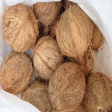 Fresh Indian Semi Husked Coconut