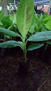 banana tissue culture plants