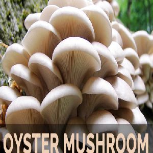 Oyester Mushroom