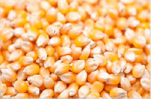 Fresh Yellow Corn