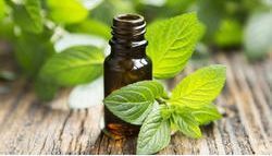 Peppermint Essential Oil