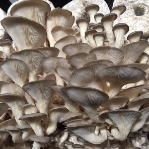 Fresh Oyster Mushroom