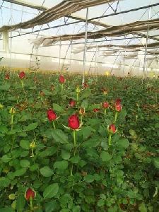 Dutch Rose Plant