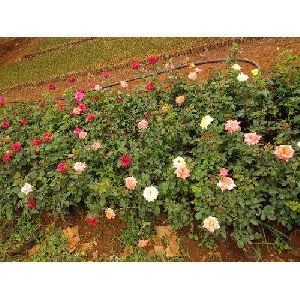 Garden Rose Plant