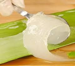 Organic Aloe Vera Pulp