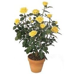 Yellow Rose Plant