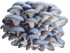 Fresh Blue Oyster Mushroom
