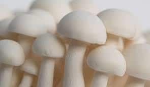 Fresh Organic Milky Mushroom