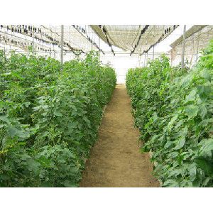 Organic Multi Layer Farming