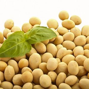 Soybean