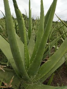 Natural Aloe Vera Plant