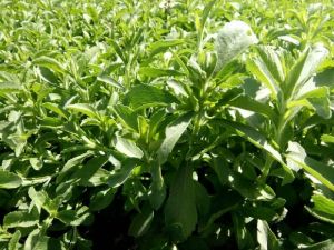 Stevia Plant